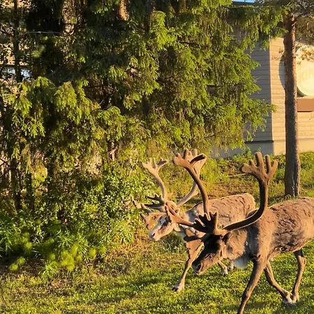 In The Center Of Levi