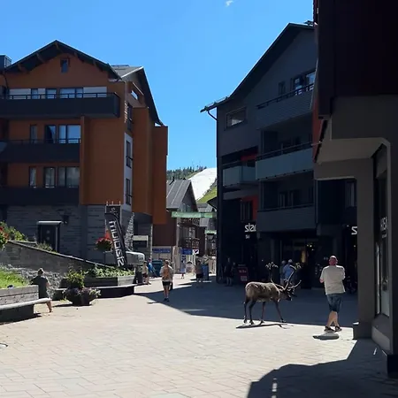 In The Center Of Levi Daire *
